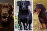 Aussehen, Temperament, Haltung: Das sollte man zum Labrador-Dackel-Mix wissen