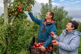 Mittelsachsen: Hier gibt's zehn Apfelsorten zum Selbstpflücken