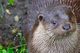 Umzug im Leipziger Wildpark: Deshalb muss die Otterdame jetzt ihr Gehege verlassen