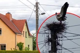 Horst-Case-Szenario! Nest-Zerstörer kommt mit blauem Auge davon