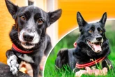 Mobby muss sein Bündel packen: Fröhlicher Hund bleibt stark