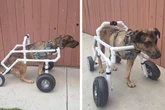 Schäferhund verliert Bein: Dann haben Baumarkt-Mitarbeiter eine geniale Idee