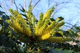 Mit diesen Winterblühern im Garten sehnst Du Dich nicht ewig nach Frühling