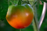 Das solltest Du zu Grünkragen an Tomaten wissen