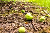 Warum fallen Früchte zu früh? Das steckt hinter dem Junifall beim Apfelbaum