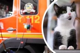 Dramatischer Einsatz: Acht Katzen in brennender Wohnung gefangen, nicht alle überleben