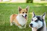 Perfekter Familienhund? Der Corgi-Husky-Mix im Porträt