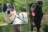 Mehr als 100 Hunde beschlagnahmt: Zwei Rüden suchen den Neustart