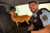Polizei rettet Schaf und eskortiert es ins Tierheim: Wie sich das Tier "bedankt", sorgt für Lacher