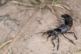 Mini-Skorpion im Garten - Ist der Schwarze Moderkäfer giftig?