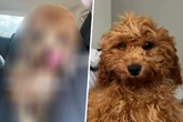 Mann bringt Vierbeiner zum Hundefriseur: Als er ihn abholt, fällt ihm die Kinnlade runter