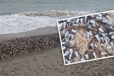 Was ist denn das? Frau entdeckt bizarre "Muschel-Würmer" am Strand