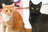 Trauriger Ferienstart: Tierheim Berlin nimmt Dutzende Katzen auf