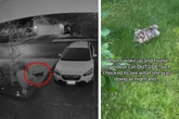 Frau prüft ihre Überwachungskamera und kann nicht glauben, was die Katze draußen treibt