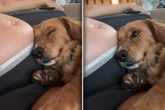 Hund spürt erstmals Tritte des Babys: Mit seiner Reaktion hat Frauchen nicht gerechnet