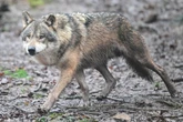 Familienhund rettet Zweijährigen vor Wolf - und bezahlt das mit seinem Leben: "Sie war sehr mutig"