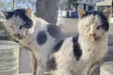 Katze wird halb tot von Straße gerettet: Heute ist sie kaum wiederzuerkennen!