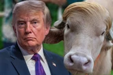 Verblüffende Ähnlichkeit: Albino-Büffel "Donald Trump" begeistert das Netz