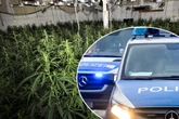 Cannabisplantagen mitten in Freizeitzentrum entdeckt: Sechs Männer festgenommen