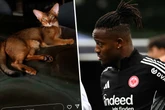 Eintracht-Star bangt um das Leben seiner Katze: Können die Fans ihm helfen?