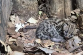 Premiere nach mehr als 180 Jahren: Dieses Wildkätzchen wurde im Zoo Berlin geboren