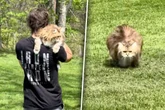 Dicke Katze erhält Sport vom Arzt verschrieben: Was sie dann tut, sorgt für Fragezeichen