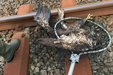 Erschöpft und flugunfähig: Seeadler muss von Gleisen gerettet werden