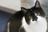 Katze Pauline steht auf Männer: Wer kann der Mieze ein Zuhause geben?