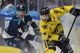 Eislöwen krallen sich einen Aufsteiger von den Pinguinen