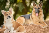 Charmanter Wirbelwind: Warum ist der Corgi-Schäferhund-Mix so kontrovers?
