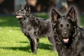 Groenendael-Mix: Besonderer Hund sucht ganz spezielle Halter