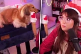 Was Dackel mitten in Frauchens Stream macht, lässt reihenweise Herzen schmelzen
