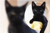 Einfach ausgesetzt: Baby-Kater tapst verloren durch die Innenstadt