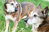 Armer Dieter! Hundi-Opi muss mit fast 20 Jahren sein Zuhause verlassen