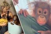 Affen-Baby hatte schweren Start ins Leben: Bekommt der kleine Orang-Utan eine zweite Chance?