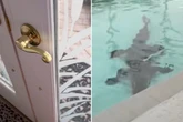 Frau trifft der Schlag, als sie in ihren Pool schaut: Kurz darauf bricht Panik aus