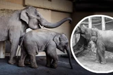 Nach Tod von Elefant Otto: So geht es der Herde in Hellabrunn