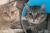 Im Keller gefunden: Kater wird von Feuerwehrkräften ins Tierheim gebracht