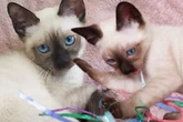 Süße Siam-Katze hofft nach schlimmer Vergangenheit auf Happy End