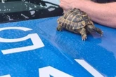 Spaziergängerin findet Landschildkröte: Polizei sucht Besitzer