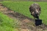 Emu auf der Flucht: Dieser Laufvogel beschäftigt Tierretter seit Wochen