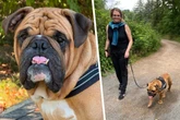 "Liebe auf den ersten Blick": So kam Politikerin Susanne Schaper zu ihrer Bulldogge Hugo