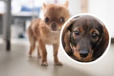 Wenn Dackel und Chihuahua sich paaren: Süßes Doppelpack sucht Zuhause