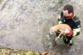 Er ist alt und sieht schlecht: Kleiner Hund fällt in Kanal, Feuerwehr muss Vierbeiner retten