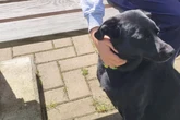 Trotz mehrfacher Operationen gelähmt: Wo findet Hündin Tala ein neues Zuhause?