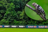 Umweltverbände entsetzt: Stadt will Vogelwald opfern, damit RB Leipzig wachsen kann