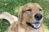 Golden Retriever ist der perfekte Hund: Doch dann finden Besitzer diese kuriose Macke heraus
