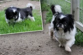 Kleiner Hund mit großem Herz hatte riesiges Pech: Jetzt träumt er von einem Neuanfang