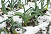 So einfach lässt sich Lauch überwintern und bis ins Frühjahr ernten