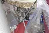 Über 30 Hunde und 12 Katzen: Amt rettet 54 Tiere aus völlig verdreckter Messi-Wohnung